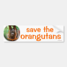 Wild Animals : save the orangutan Bumper Stickers