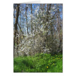 Wild Apple Tree cards