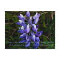 Wild Arctic Lupine alaska postcard