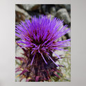 Wild artichoke posters
