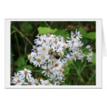 Wild Aster and Bee cards