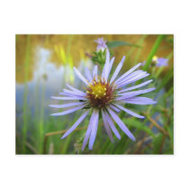 Wild Aster at the Pond