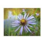 Wild Aster at the Pond postcards