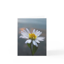 Wild Aster Note Card