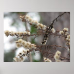 Wild Aster Seedheads posters