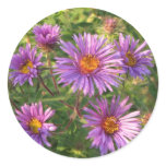 Wild Asters 4 Autumn stickers
