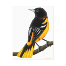 Wild Baltimore Oriole Wrapped Canvas Gallery Wrap Canvas