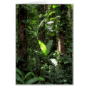 Wild Banana Tree cards
