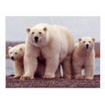 Wild Bears Post Card