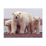 Wild Bears Post Card