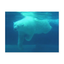 Wild Bears Postcards
