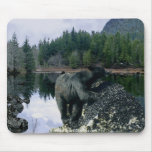 WILD BEARS WILDERNESS mousepads
