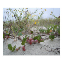 Wild Berries on the Beach