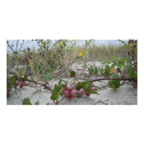 Wild Berries on the Beach Photo Greeting Card