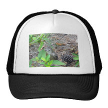 Wild Bird in brush. Hat