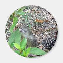 Wild Bird in brush. Magnet