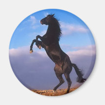 Wild Black Stallion Rearing Horse Fridge Magnet