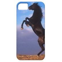 Wild Black Stallion Rearing Horse iPhone 5 Cover