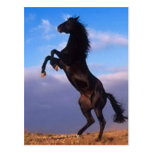 Wild Black Stallion Rearing Horse Post Card