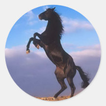 Wild Black Stallion Rearing Horse Round Sticker