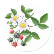 Wild Blackberries Sticker
