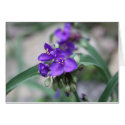 Wild Blue Flower cards