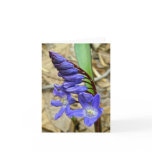 Wild Blue Hyacinth Note Card