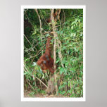 Wild Boar and Ape Family posters