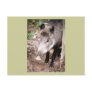 Wild Boar Post Card