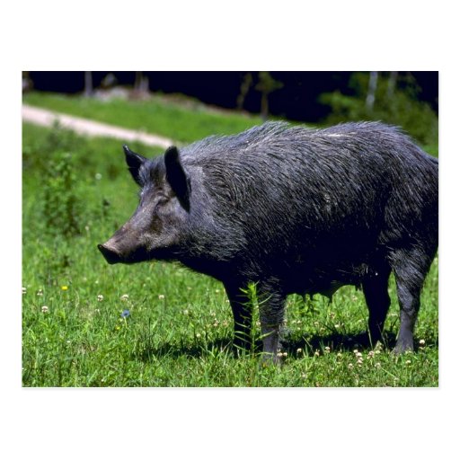 Wild Boar Postcards