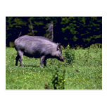 Wild Boar Postcards