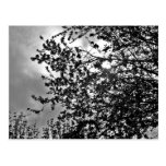 Wild branches postcards