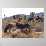 Wild Burros posters