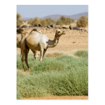 Wild Camels Post Card