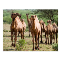 Wild Camels Postcards