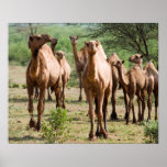 Wild Camels Poster