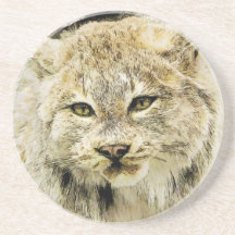 Wild Cat Closeup Beverage Coaster