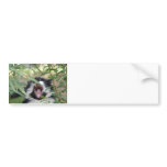 Wild Cat Roar Bumper Sticker