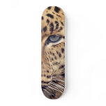 Wild Cat skateboards