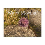 Wild Chive on the Rocks; Change of Address Post Cards