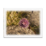 Wild Chive on the Rocks Postcards