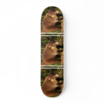 Wild Coati Mundi Skateboard