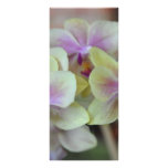 Wild cream orchids custom rack cards