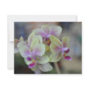 Wild cream orchids invitations