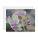 Wild cream orchids invitations