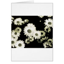 Wild Daisies, taken on Mackinac Island, Michigan Cards