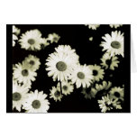 Wild Daisies, taken on Mackinac Island, Michigan cards