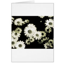 Wild Daisies, taken on Mackinac Island, Michigan Cards