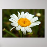 Wild Daisy posters