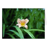 Wild Daylily Greeting Card